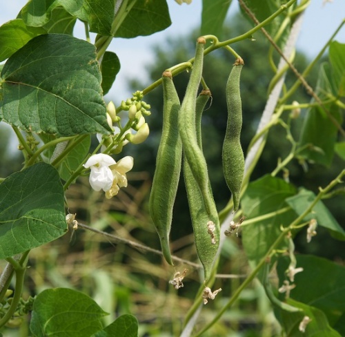 Runner Bean White Lady